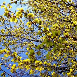 Low angle view of yellow flowers growing on tree