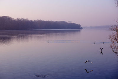 Swans swimming in lake against sky during sunset