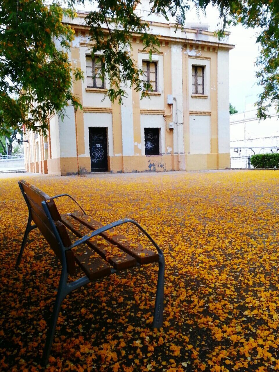 building exterior, architecture, built structure, tree, house, window, residential building, residential structure, absence, chair, day, outdoors, no people, bench, yellow, empty, growth, plant, front or back yard, building