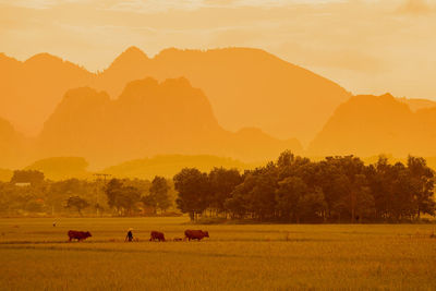 Scenic view of field against sky during sunset