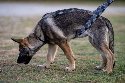 Dog standing on field
