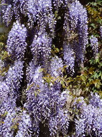 Full frame shot of flower tree