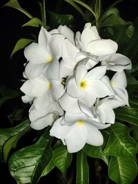 Close-up of white flowering plant