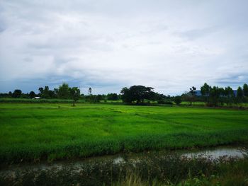 Scenic view of agricultural field against sky