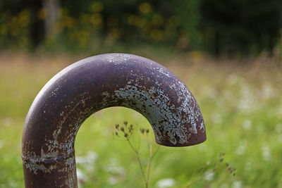 Close-up of mushroom growing on land