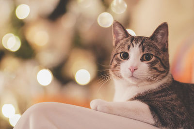 Portrait of cat