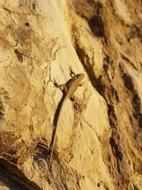 High angle view of insect on sand