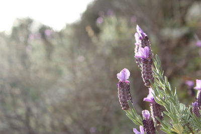 Close-up of purple flowers