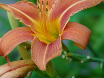 Close-up of day lily blooming outdoors