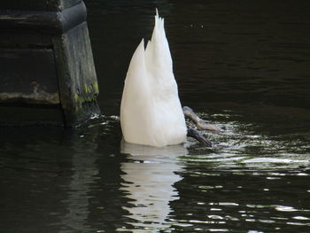 Swan in water