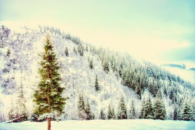 Scenic view of snow covered field against sky