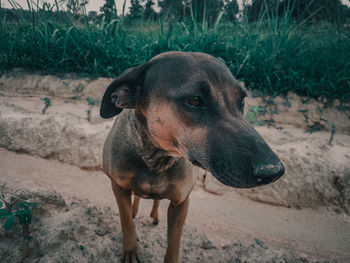 Portrait of dog standing on field