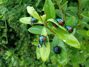 Close-up of ladybug on leaf