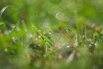 Full frame shot of wet grassy field