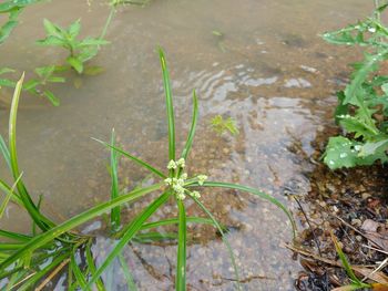 High angle view of plants growing in water