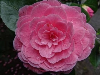 Close-up of pink rose