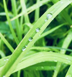 Close-up of water drops on blade of grass