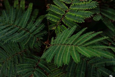 Close-up of fern leaves