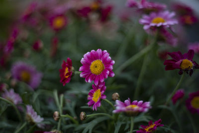 Close-up of pink flowering plants on field