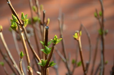 Close-up of plants growing outdoors