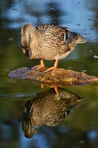 Close-up of duck swimming in lake