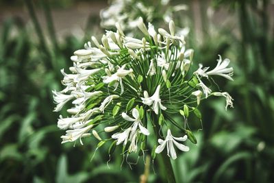 Close-up of fresh white flowers