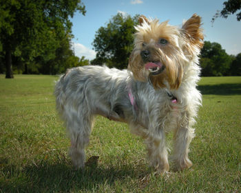 Dog standing on field against sky