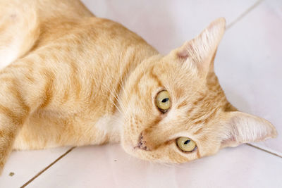 High angle portrait of tabby cat lying on tiled floor