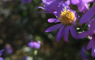 Close-up of purple flowers blooming outdoors