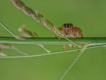 Close-up of insect on leaf