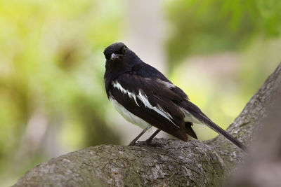 Close-up of bird perching on rock