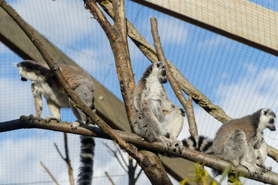 Low angle view of birds on tree