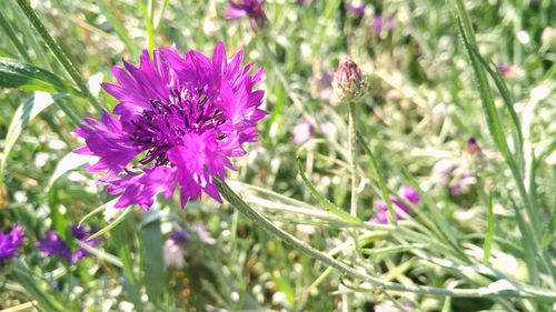 Close-up of purple flowers blooming on field