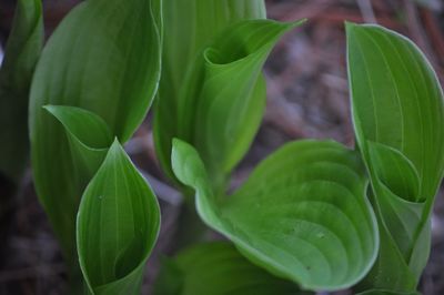 Close-up of green leaves