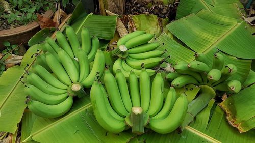 High angle view of bananas on leaves