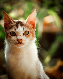 Close-up portrait of cat