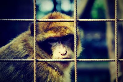 Close-up of monkey in zoo