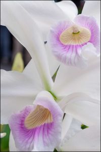 Close-up of white flower blooming outdoors