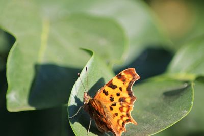 Close-up of butterfly on leaves