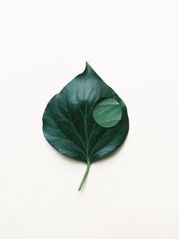 High angle view of leaf on white background