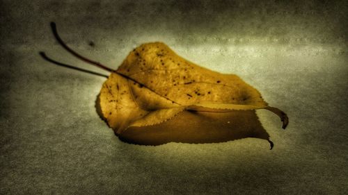 View of yellow leaf