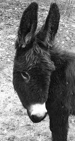 Close-up of sheep