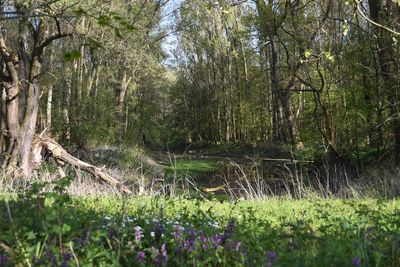 Scenic view of flowering trees in forest