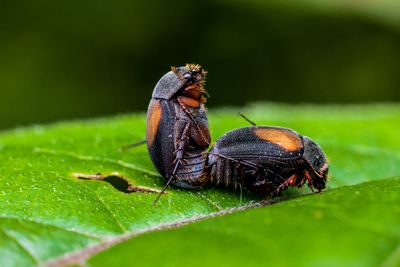 Close-up of insect on leaf