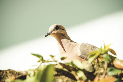 Close-up of bird perching on plant