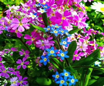 Close-up of pink flowering plants