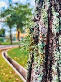 Close-up of moss on tree trunk