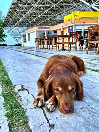 Dog relaxing on footpath in city