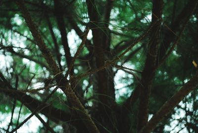 Low angle view of tree in forest