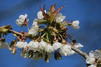 Close-up of white cherry blossoms against blue sky